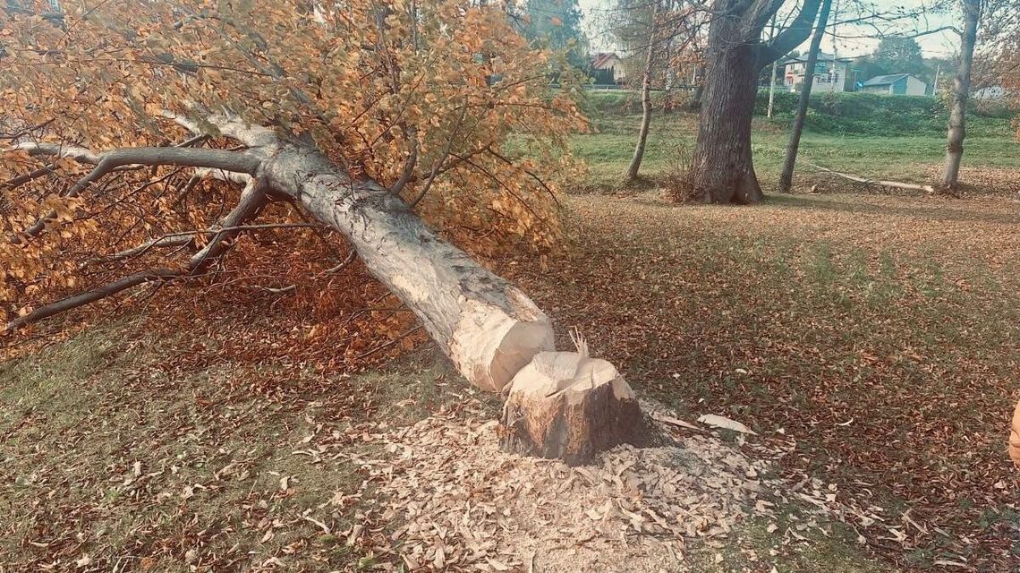 Zdjęcie przedstawia powalone drzewo