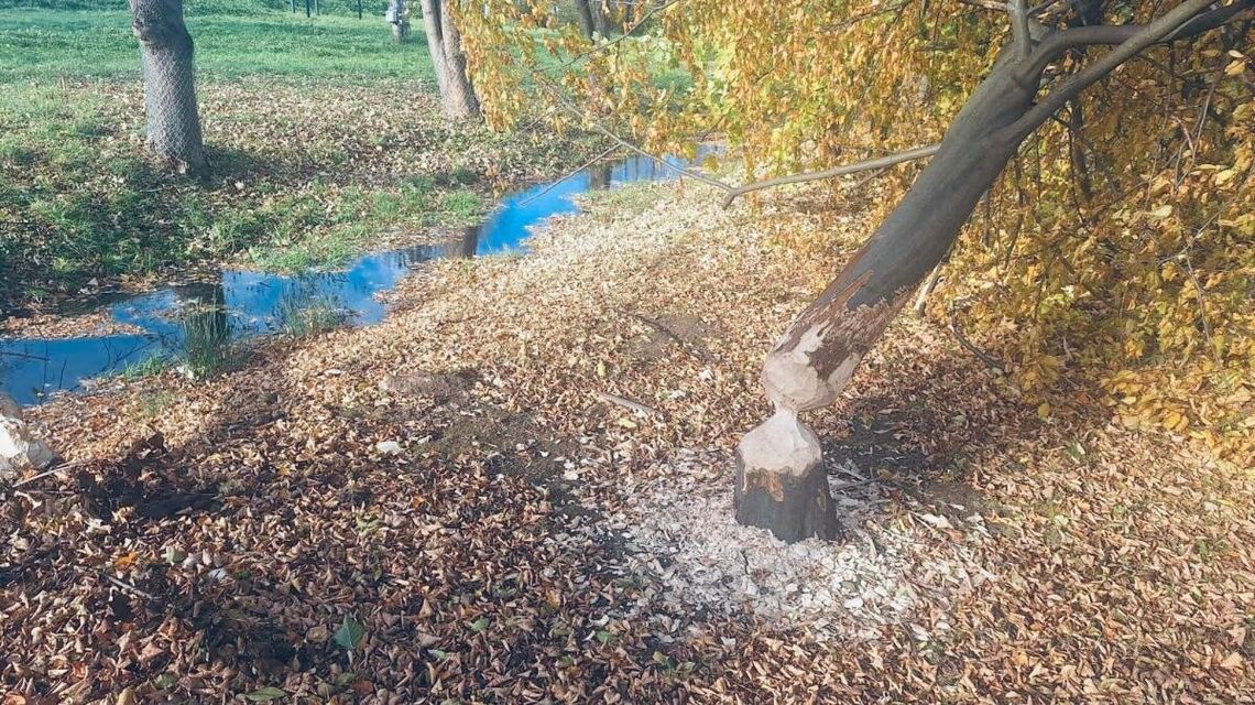 Zdjęcie przedstawia powalone drzewo