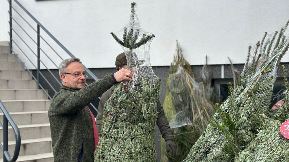 zdjęcie przedstawia mężczyznę trzymającego choinkę, która jest w siatce