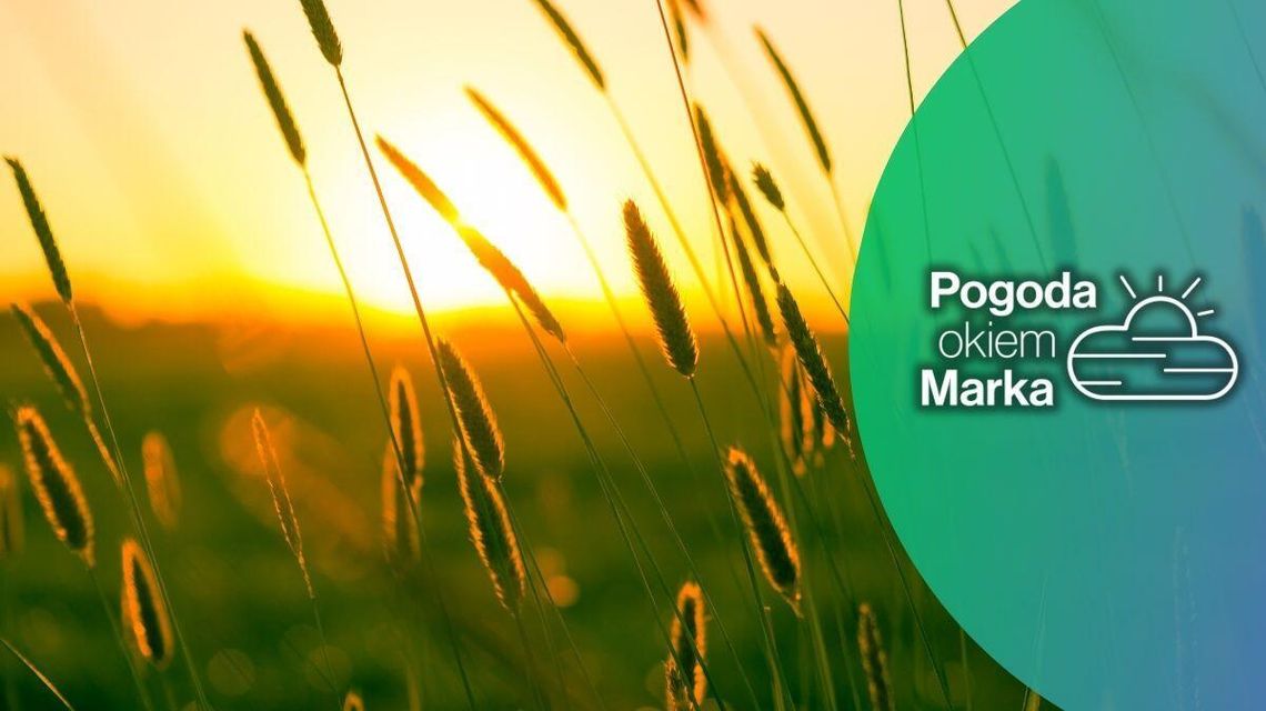 Ostatni czwartek lipca będzie upalny | Prognoza pogody na dziś - halogorlice.info zdjęcie przedstawia źdźbła trawy