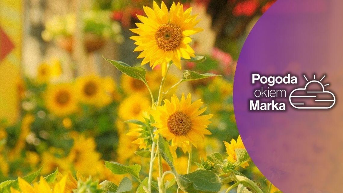 Ostatni piątek sierpnia z letnią aurą | Prognoza pogody na dziś - halogorlice.info słoneczniki na łące w gorlicach