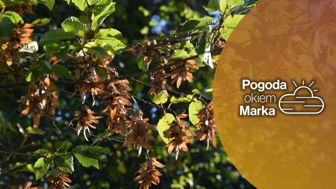 Ostatnia taka niedziela w tym roku? | Prognoza pogody na dziś - halogorlice.info zdjęcie przedstawia zółte liście na drzewie