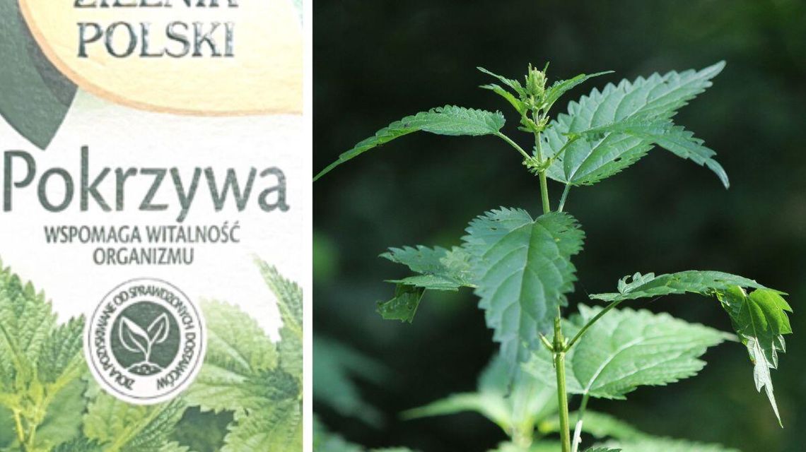 Ostrzeżenie przed popularną herbatką ziołową. Tej partii nie należy spożywać Pokrzywa roślina oraz herbata