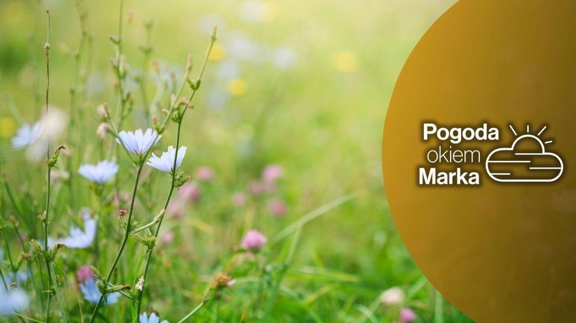 Piątek chłodny z szansą na deszcz | Prognoza pogody na dziś - halogorlice.info zdjęcie przedstawia łąkę z kwiatami