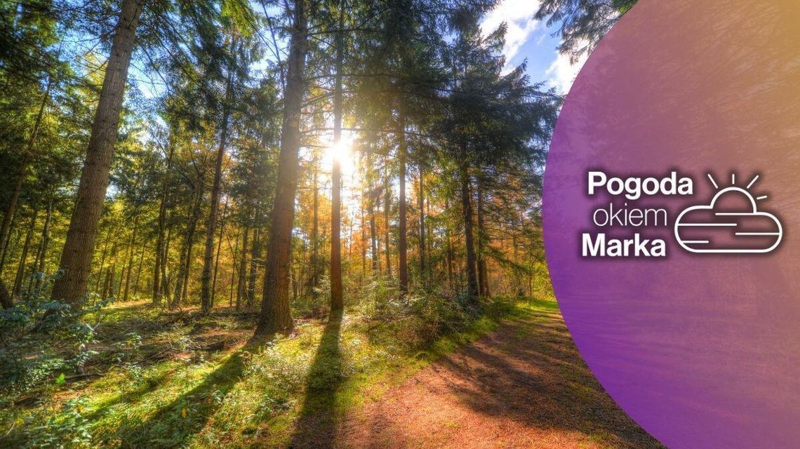 Piątek początkiem ocieplenia | Prognoza pogody na dziś - halogorlice.info las przez który przedziera się światło słoneczne