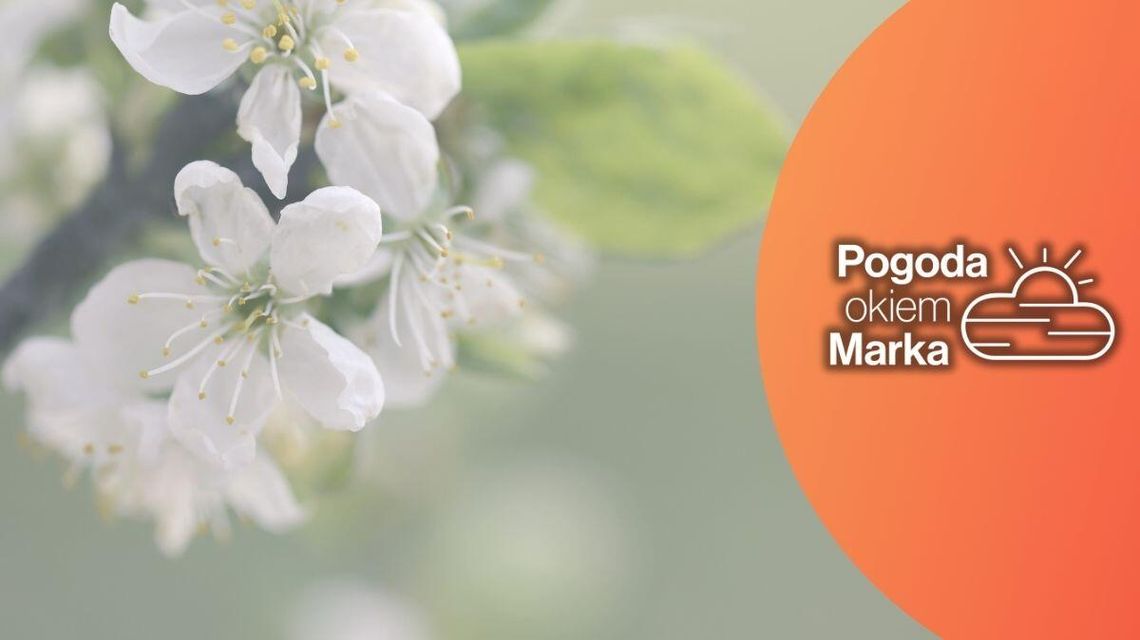 Piątek pogodny, zmiana przyjdzie wieczorem | Prognoza pogody na dziś - halogorlice.info zdjęcie przedstawia kwiaty na drzewie