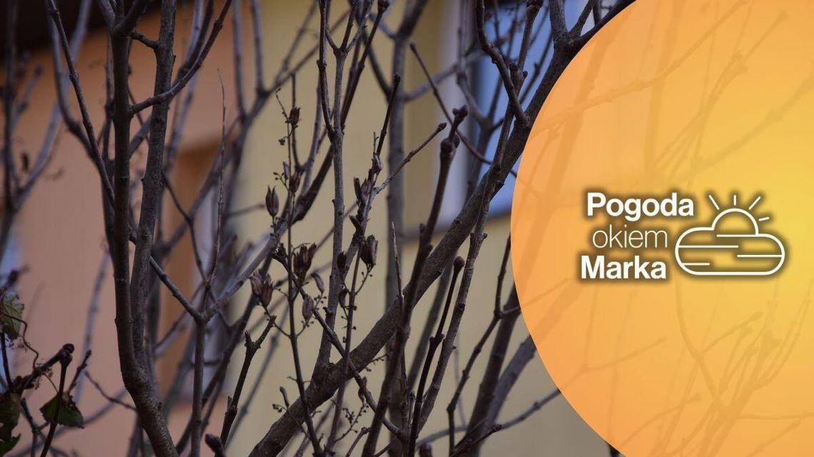 zdjęcie przedstawia gałęzie bez liści na drzewie