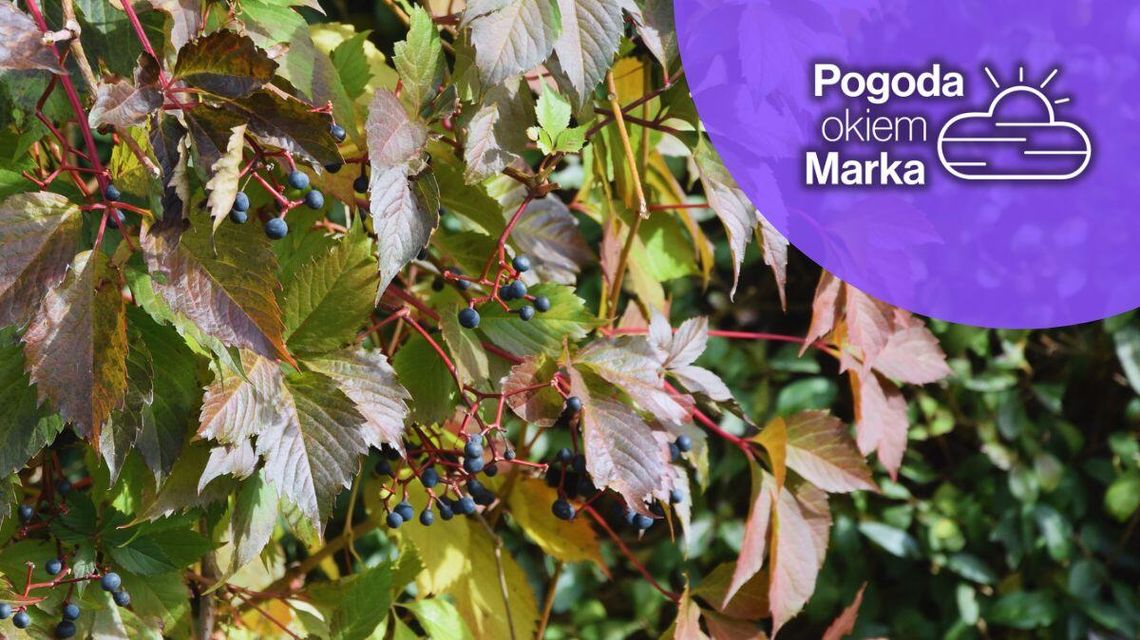 zdjęcie przedstawia liście na drzewie