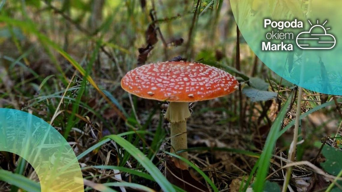 Piątek z jesienną temperaturą | Prognoza pogody na dziś - halogorlice.info muchomor w trawie w lesie