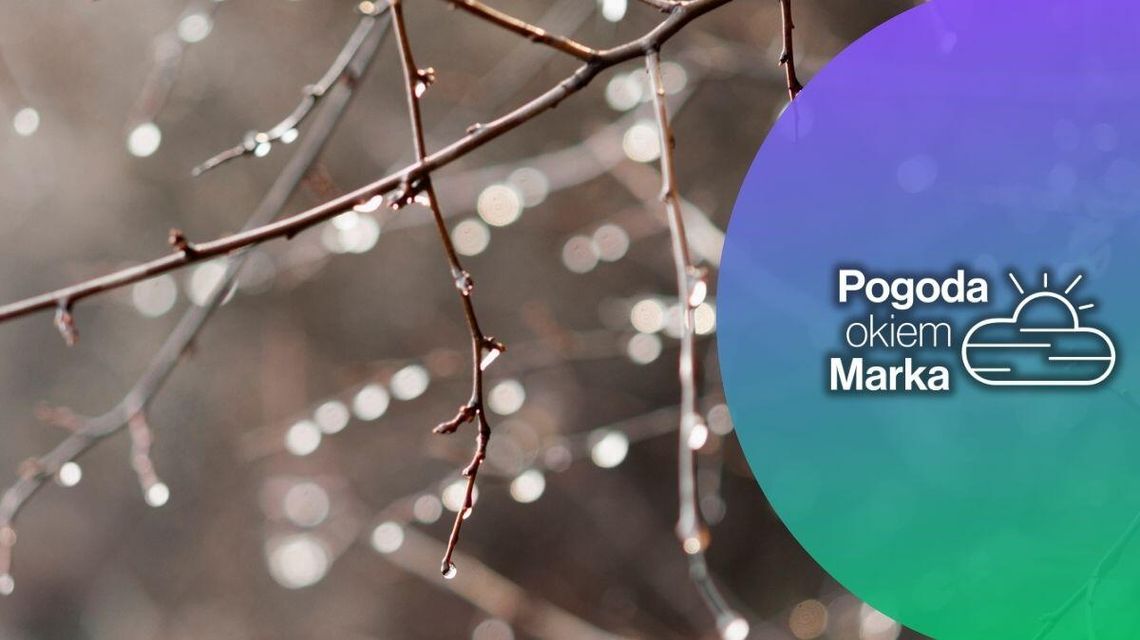 zdjęcie przedstawia mokre gałązki