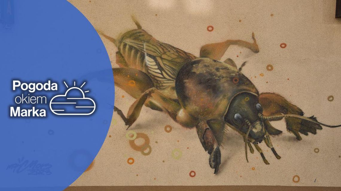 Piątek z umiarkowaną temperaturą i wiatrem | Prognoza pogody na dziś - halogorlice.info