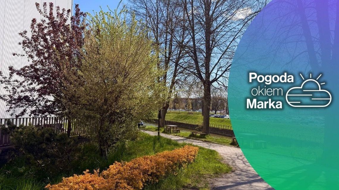 zdjęcie przedstawia krzewy przed budynkiem galerii