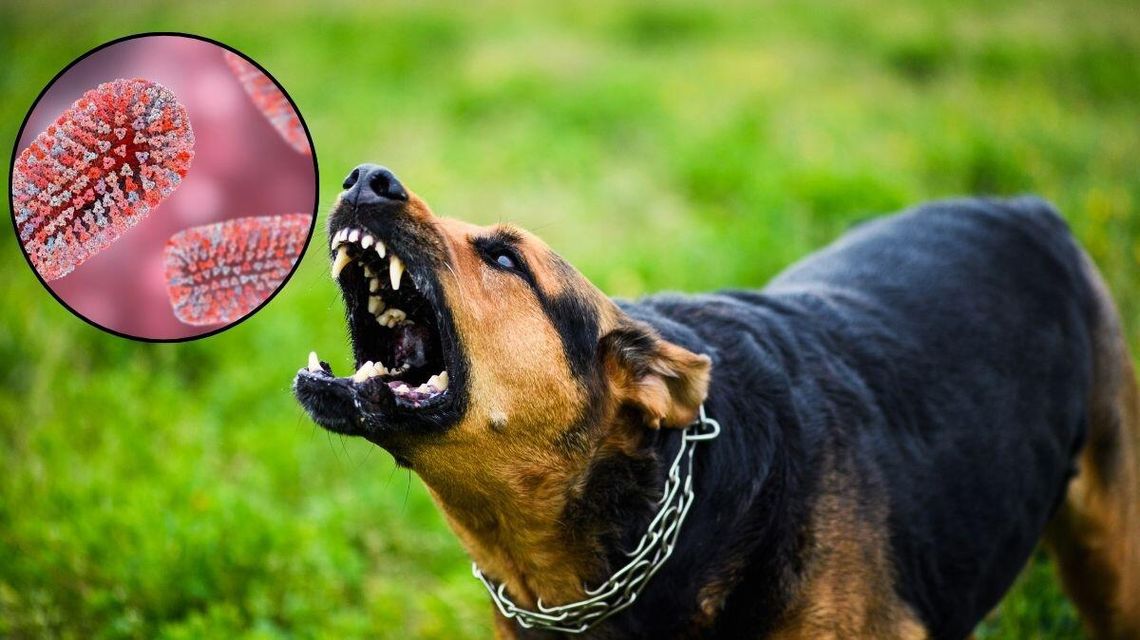 Pierwsze przypadki wścieklizny w regionie. Co należy zrobić? Zdjęcie przedstawia psa ze wścieklizną