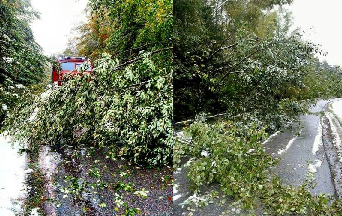 Pierwszy śnieg wyrządził wiele szkód