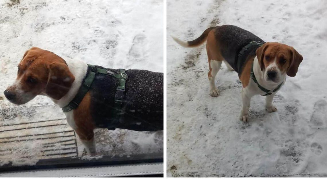 Zdjęcie przedstawia psa beagle