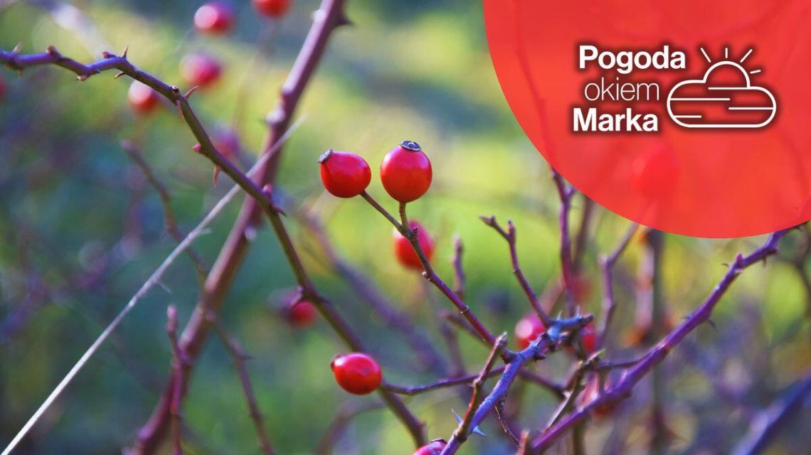 Początek tygodnia to diametralna zmiana pogody | Prognoza pogody na dziś - halogorlice.info zdjęcie przedstawia czerwone owoce na krzewie