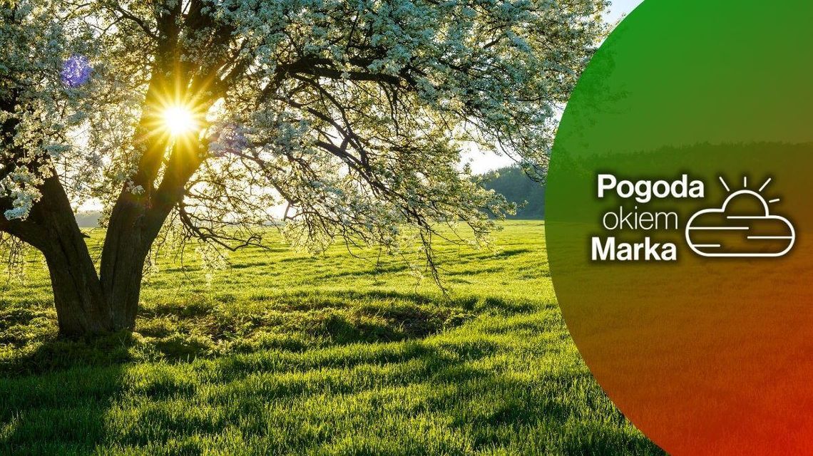 Początek tygodnia z umiarkowaną temperaturą | Prognoza pogody na dziś - halogorlice.info zdjęcie przedstawia drzewo, przez gałęzie przeziera słońce