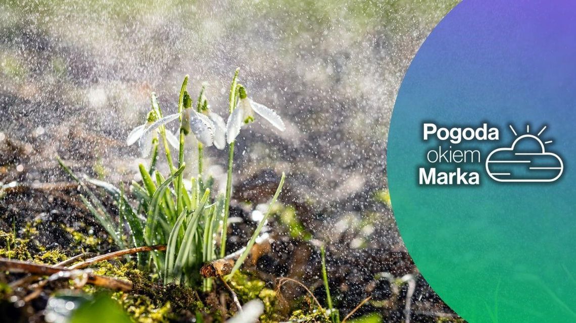 zdjęcie przedstawia kwiat na łące w deszczu