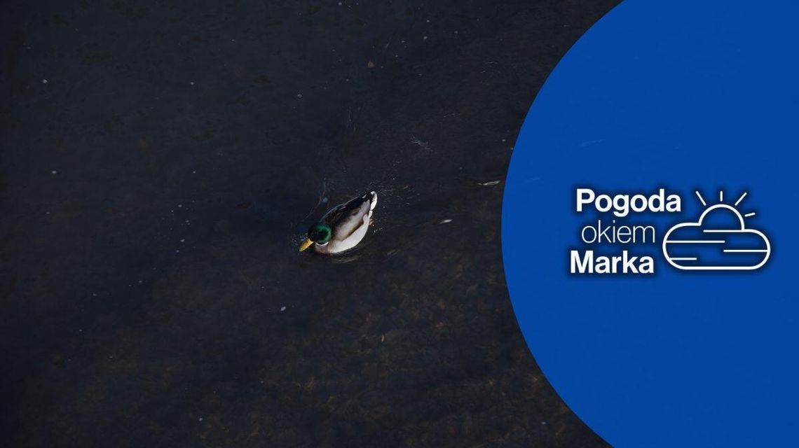 zdjęcie przedstawia kaczkę w wodzie