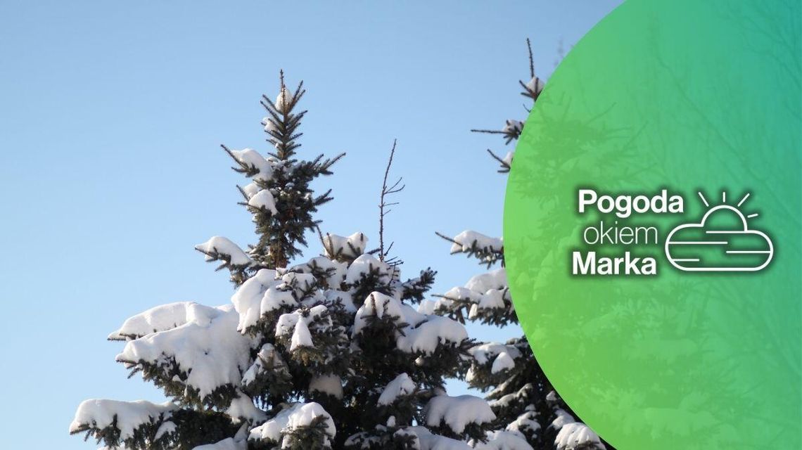 zdjęcie przedstawia ośnieżone gałęzie świerku