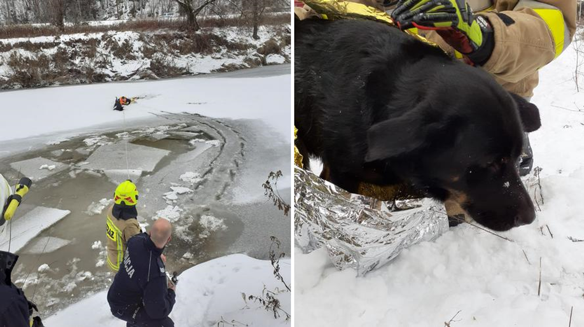Policjant bez wahania wskoczył do rzeki i wyciągnął psa z lodowatej wody