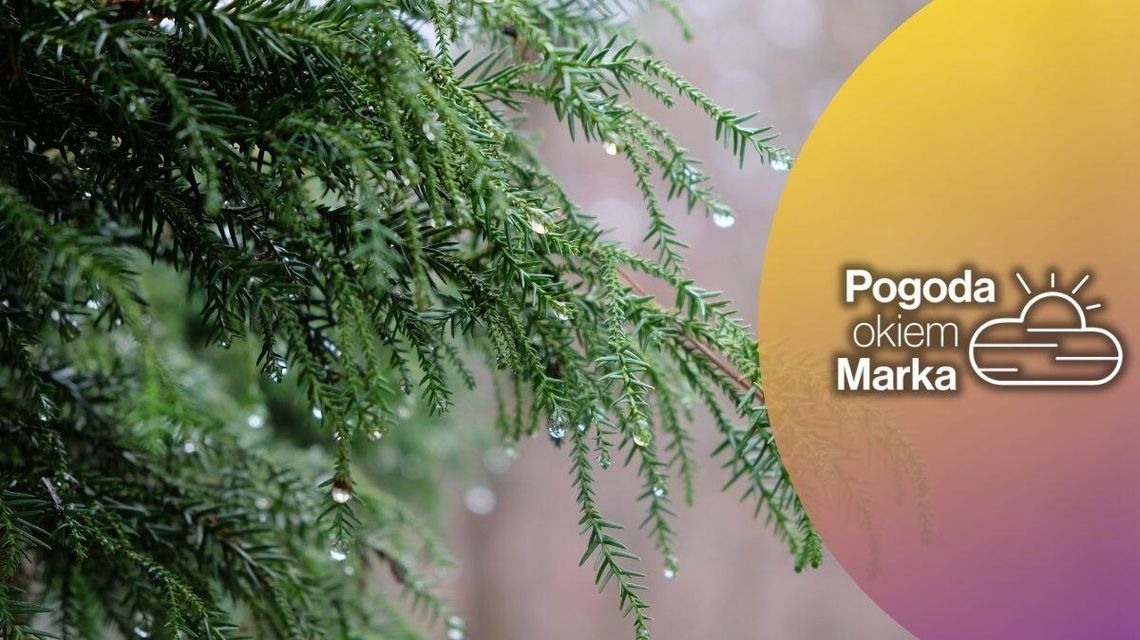 zdjęcie przedstawia zmarznięte liście