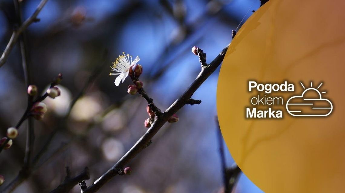 Poniedziałek początkowo ciepły | Prognoza pogody na dziś - halogorlice.info zdjęcie przedstawią pąk na drzewie