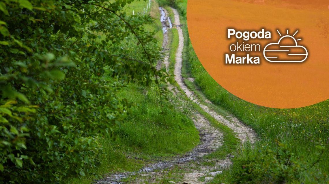 zdjęcie przedstawia drogę obok lasu