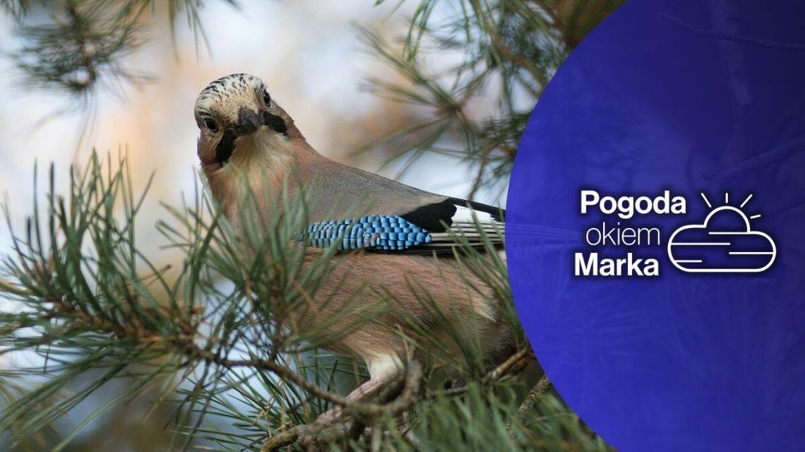 zdjęcie przedstawia ptaka na gałęzi