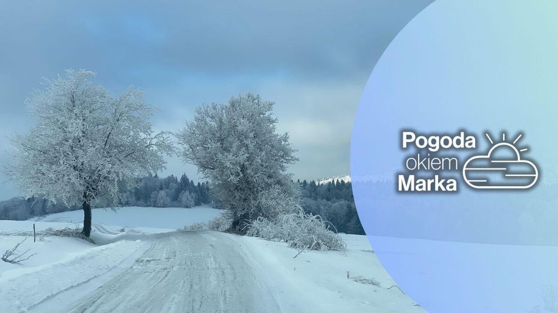 zdjęcie przedstawia zaśnieżoną drogę, przy niej drzewo, w tle las