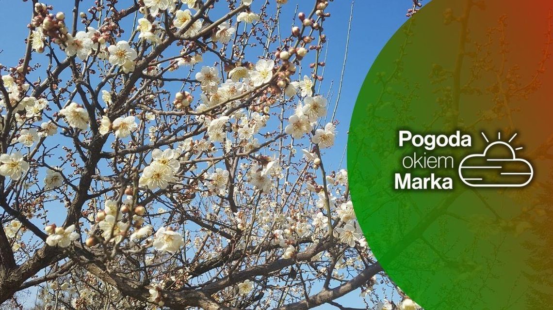 zdjęcie przedstawia kwiaty na drzewie