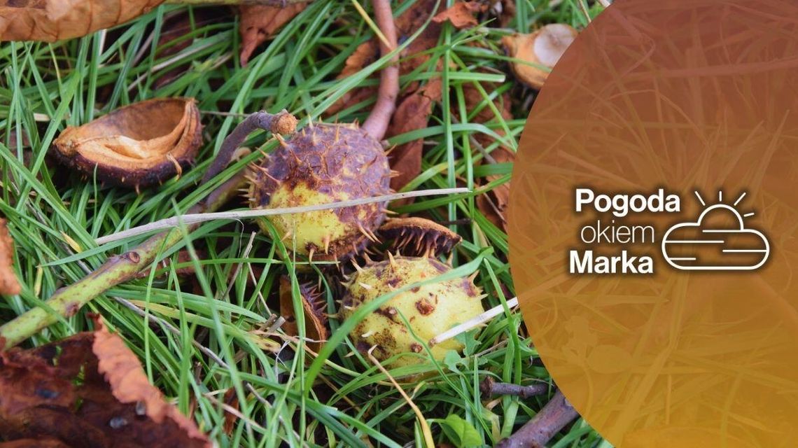 zdjęcie przedstawia łupiny z kasztanów w trawie