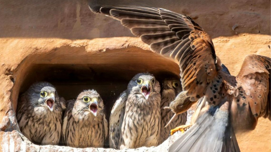 zdjęcie przedstawia pisklaki ptaków