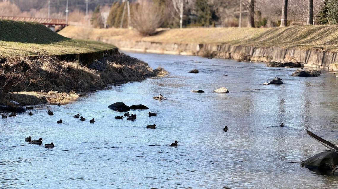 Zdjęcie przedstawia rzekę Ropę