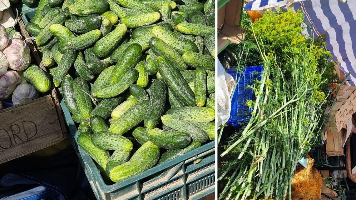 zdjęcie przedstawia ogórki w skrzynce i koper z baldachimem