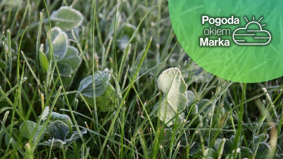 Sobota cieplejsza niż ostatnie dni | Prognoza pogody na dziś - halogorlice.info zdjęcie przedstawia zmrożoną trawę
