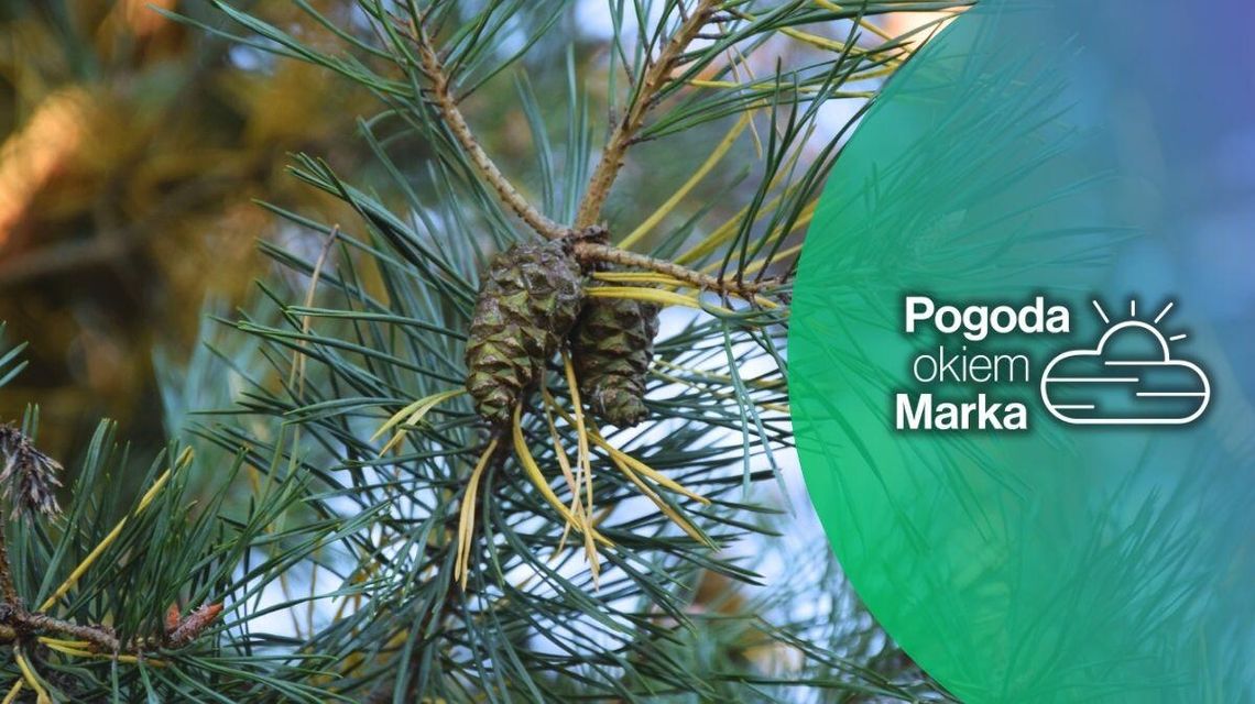 zdjęcie przedstawia gałązkę