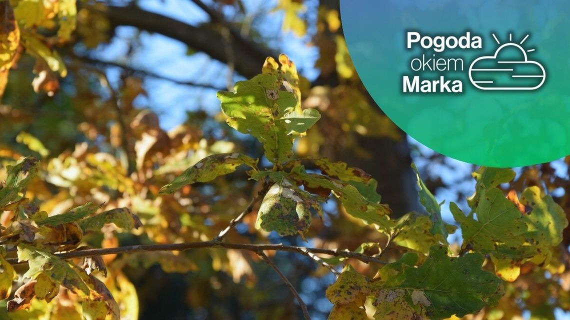 Sobota ładniejsza niż piątek | Prognoza pogody na dziś - halogorlice.info zdjęcie przedstawia liście na drzewie