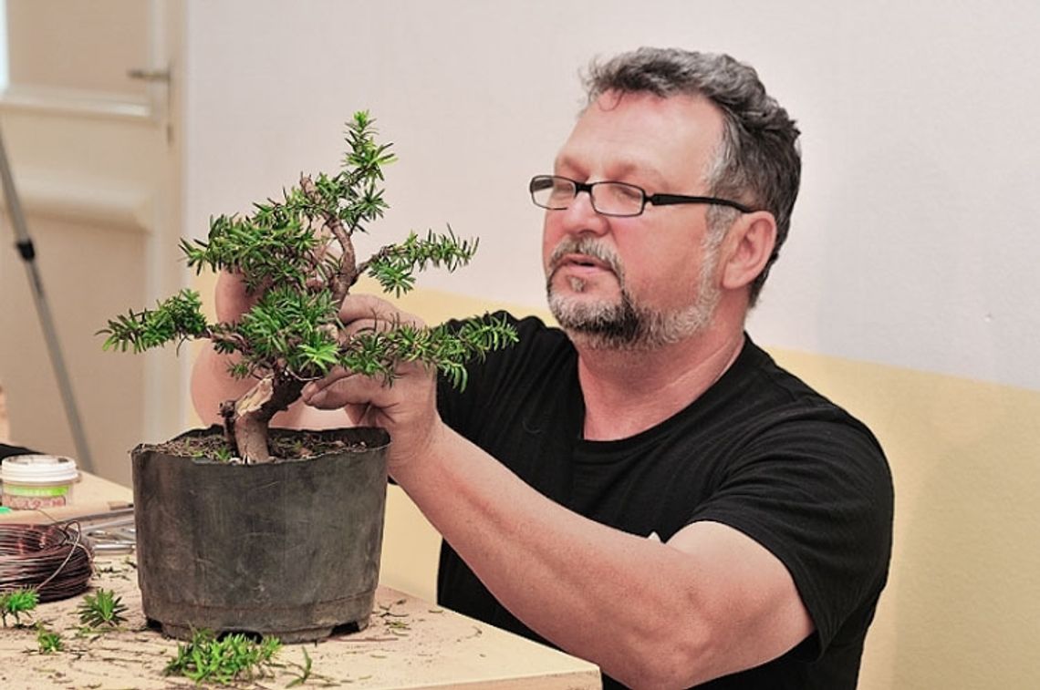 Sobota pod znakiem bonsai