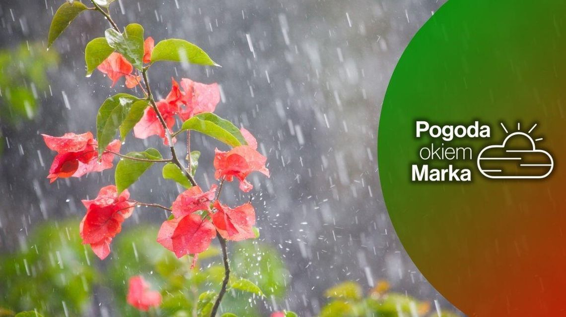 Sobota z umiarkowaną temperaturą, może popadać | Prognoza pogody na dziś - halogorlice.info zdjęcie przedstawia kwiaty na deszczu