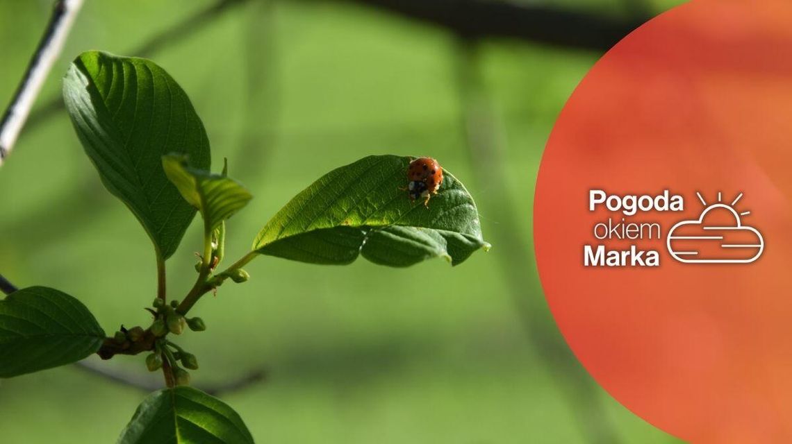 zdjęcie przedstawia biedronkę siedzącą na liściu