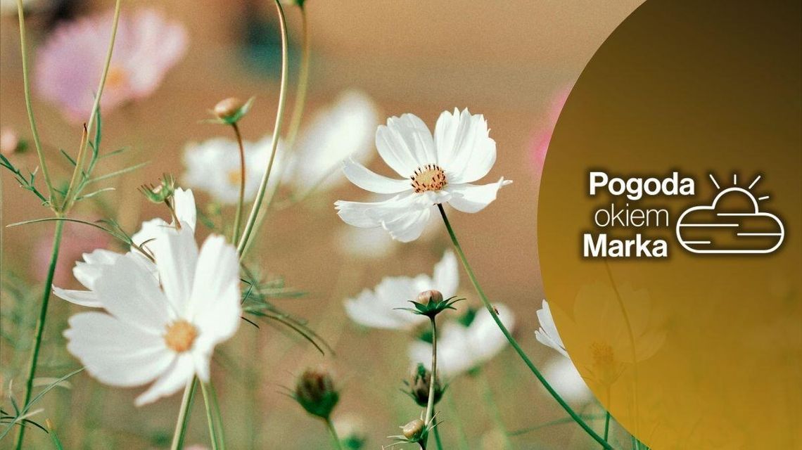 Majowa sobota za stabilną aurą | Prognoza pogody na dziś - halogorlice.info zdjęcie przedstawia polne kwiaty