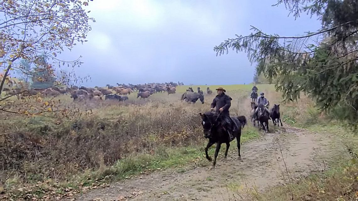 Spęd koni huculskich. Widok zapiera dech w piersiach