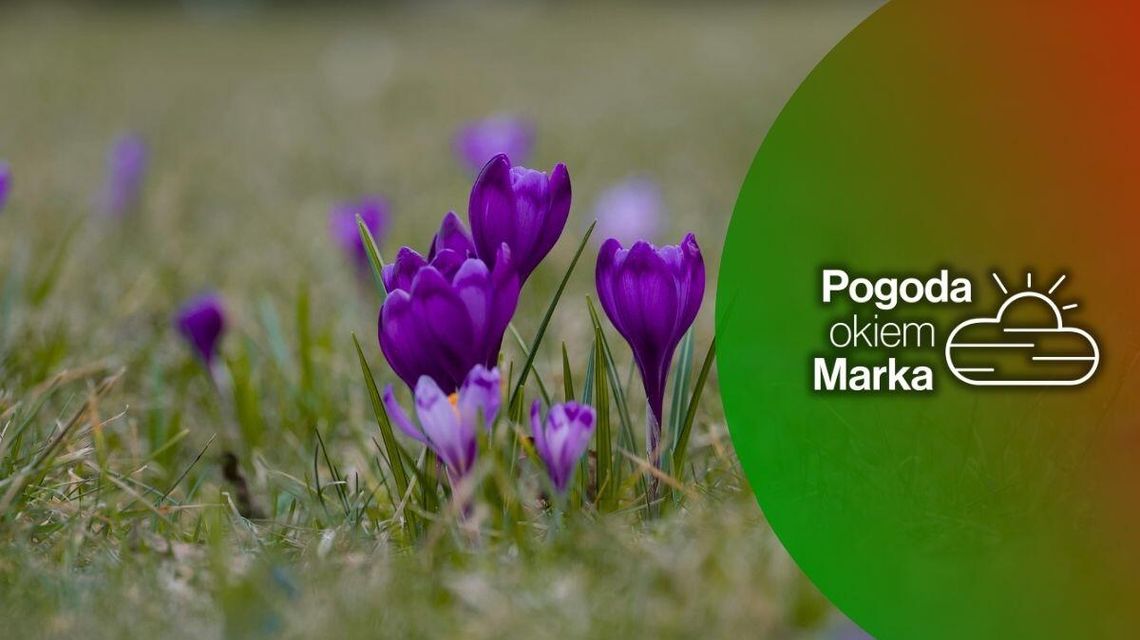 Środa ciepła i pogodna | Prognoza pogody na dziś - halogorlice.info zdjęcie przedstawia fioletowe kwiaty rosnące na trawie