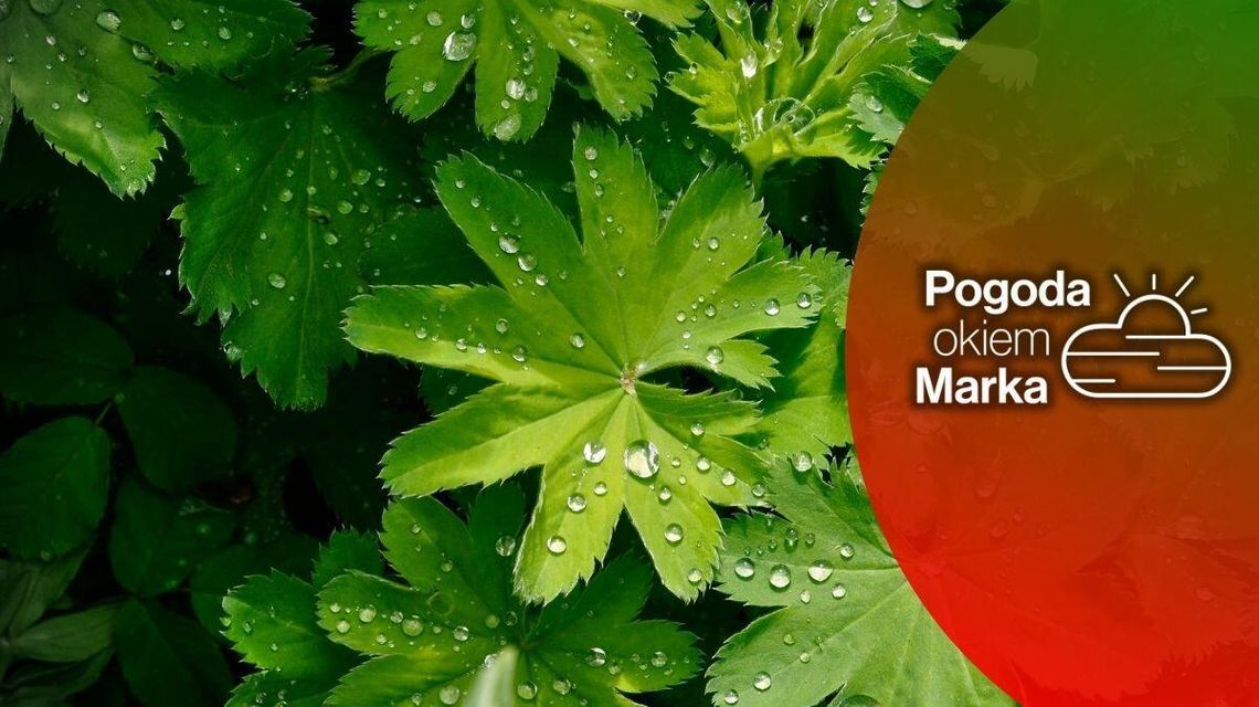 Środa może upłynąć pod znakiem burz | Prognoza pogody na dziś - halogorlice.info zdjęcie przedstawia liście skropione deszczem