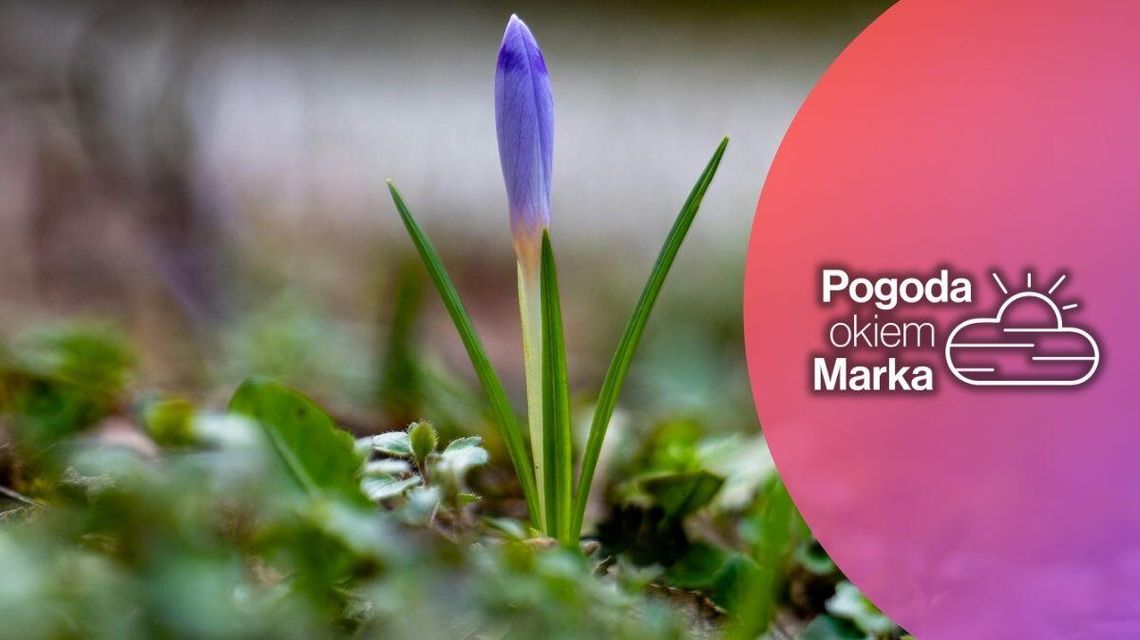 zdjęcie przedstawia fioletowego kwiatka na łące