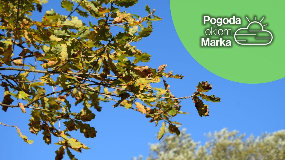 zdjęcie przedstawia gałęzie na drzewie