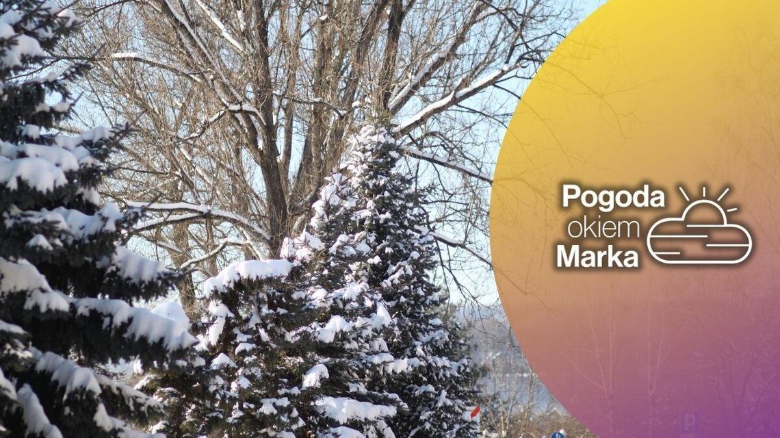 zdjęcie przedstawia gałęzie drzewa w śniegu