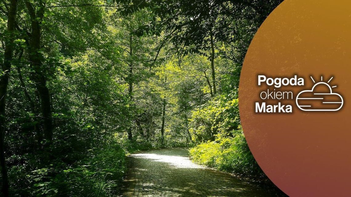Środa z umiarkowanie letnią temperaturą | Prognoza pogody na dziś - halogorlice.info alejka parkowa z drzewami w gorlicach