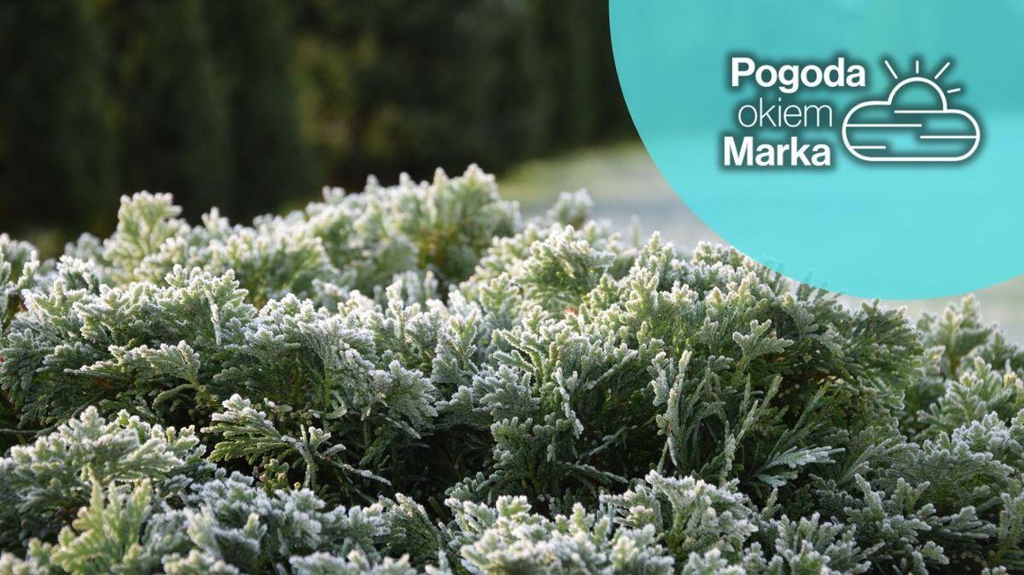 zdjęcie przedstawia zmrożoną trawę